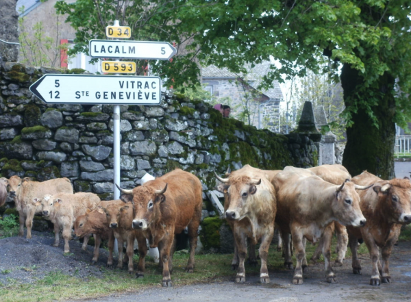 Vaches devant panneau indicateur aubrac